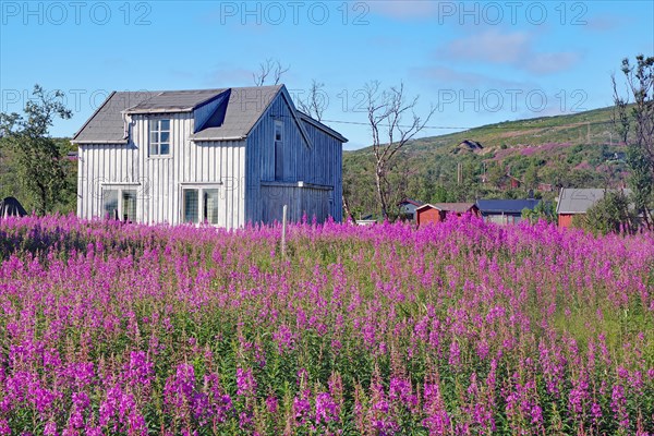 Narrow-leaved willowherbs cover the ground in bloom and in huge quantities