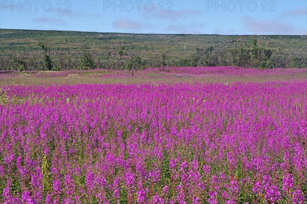 Narrow-leaved willowherbs cover the ground in bloom and in huge quantities
