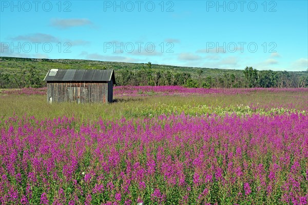 Narrow-leaved willowherbs cover the ground in bloom and in huge quantities