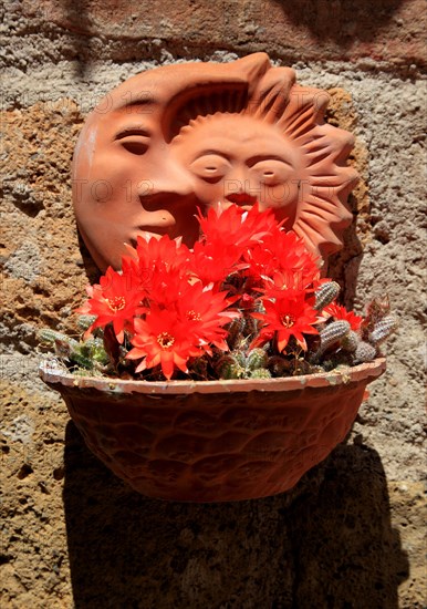 Bowl with flowering cactus and behind it moon and sun made of clay on a house wall