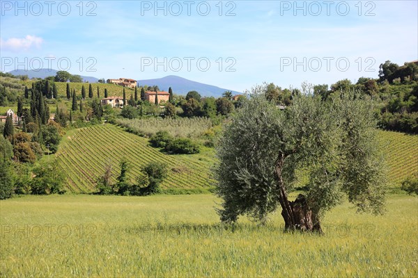 Landscape in Tuscany near Castelnuovo dell'Abate with cypresses