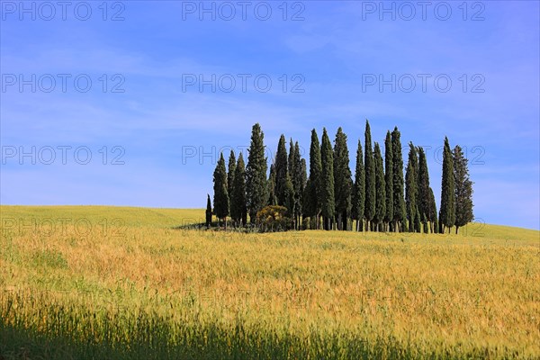 Landscape in Tuscany