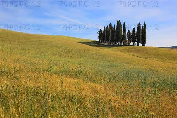 Landscape in Tuscany