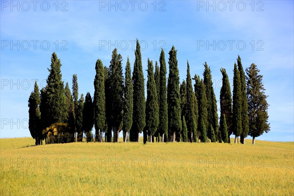 Landscape in Tuscany