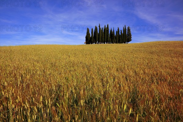 Landscape in Tuscany