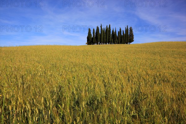 Landscape in Tuscany