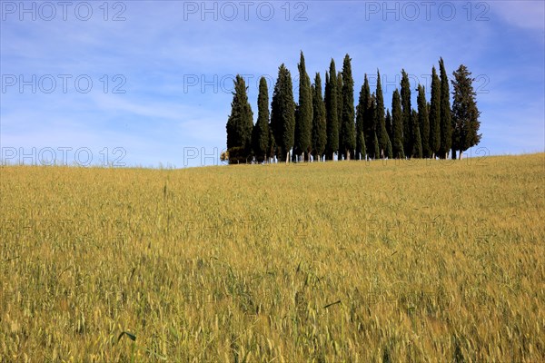 Landscape in Tuscany