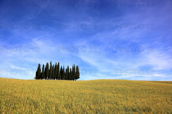 Landscape in Tuscany