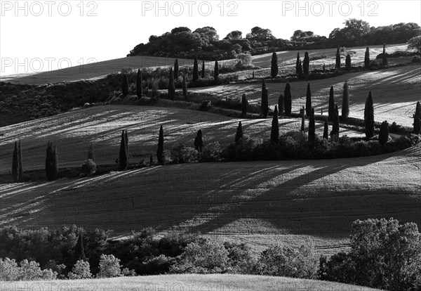 Path with cypresses