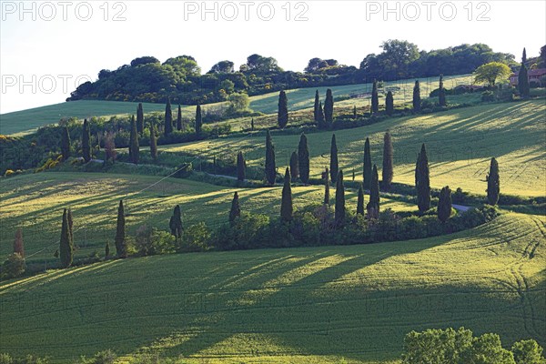 Path with cypresses