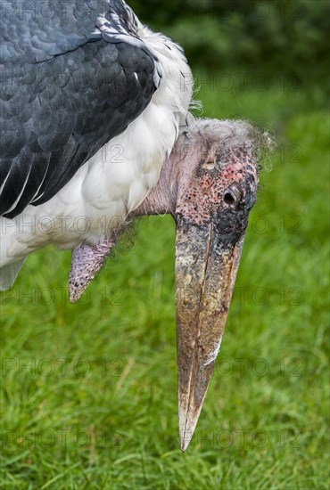 Marabou stork