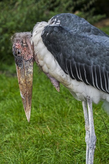 Marabou stork