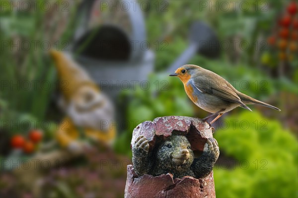 European robin