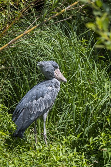 Shoebill