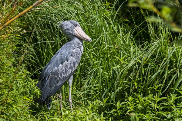 Shoebill