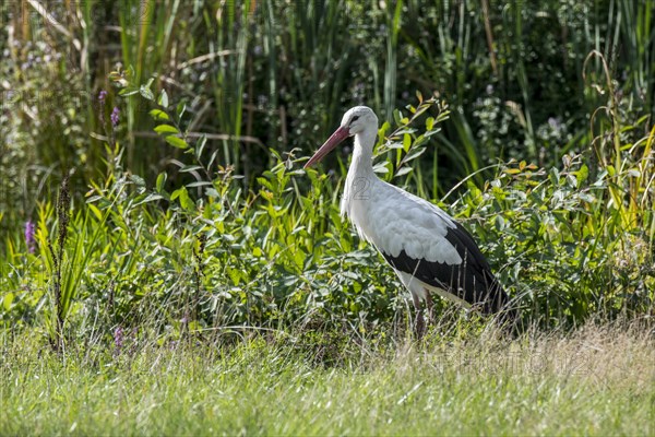 White stork