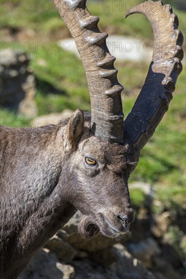 Close-up of Alpine ibex