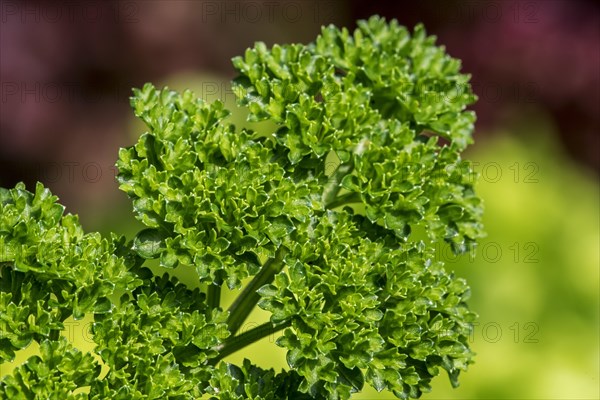 Garden parsley