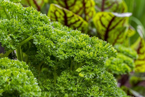 Garden parsley