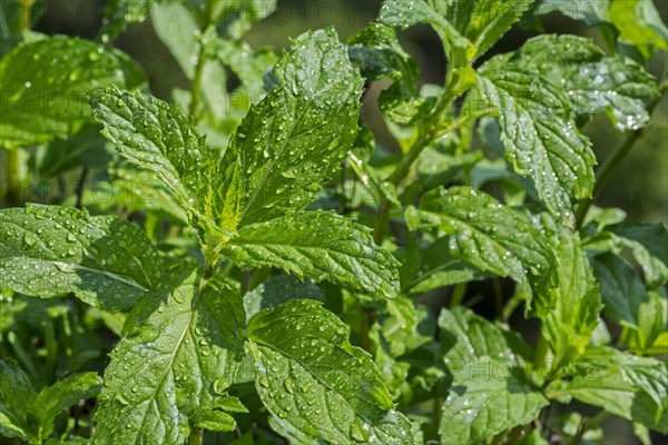 Close-up of wet green leaves of peppermint