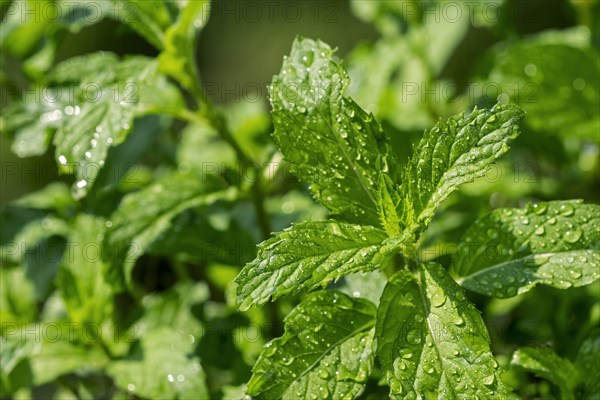 Close-up of wet green leaves of peppermint