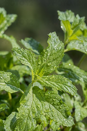 Close-up of wet green leaves of peppermint