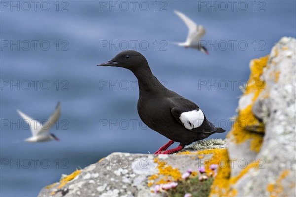 Black guillemot