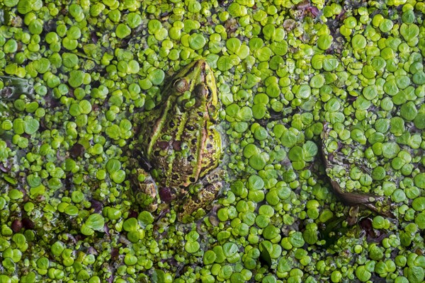 Edible frog