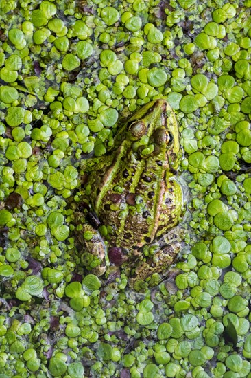 Edible frog