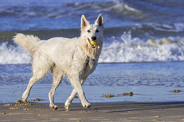 Berger Blanc Suisse