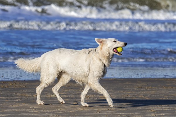 Berger Blanc Suisse