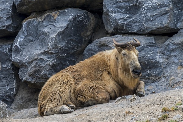 Golden takin