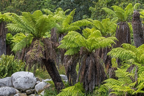 Soft tree ferns