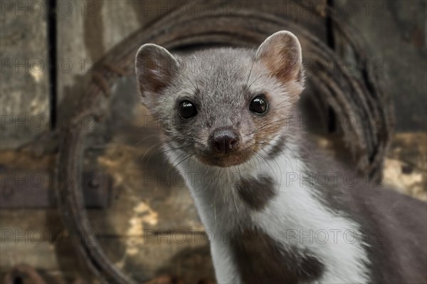 Close-up portrait of beech marten