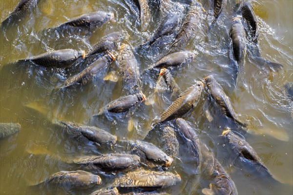 Shoal of common carp