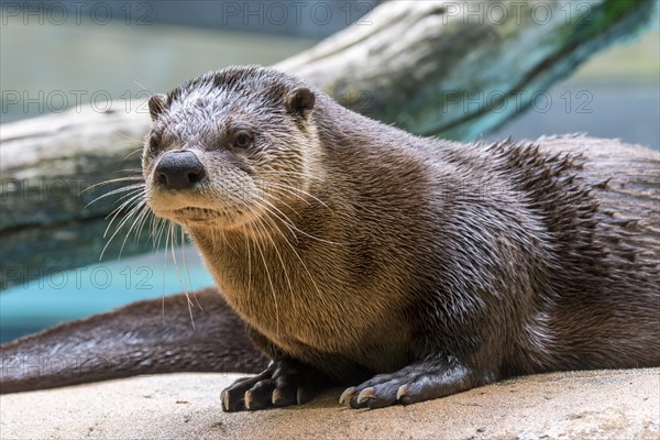 North American river otter