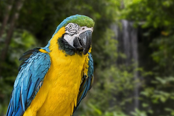 Blue-and-yellow macaw