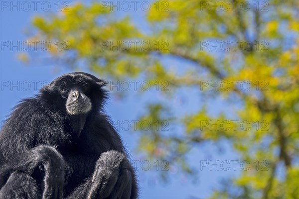 Siamang