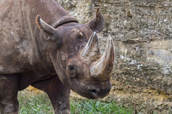 Black rhinoceros