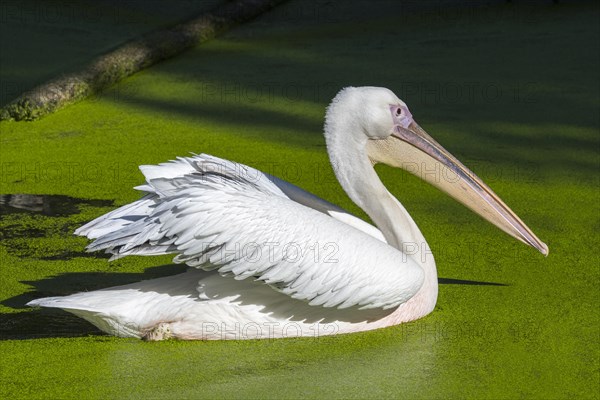 Great white pelican