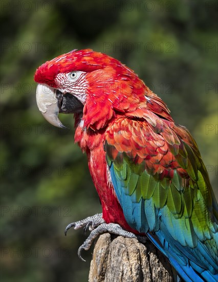 Red-and-green macaw