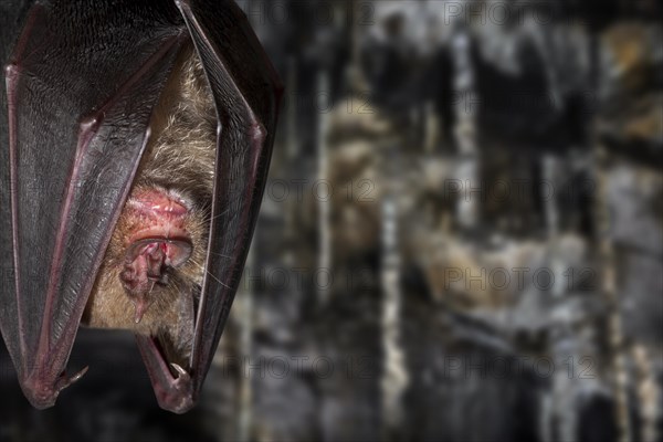 Close-up of greater horseshoe bat