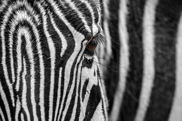 Grevy's zebra