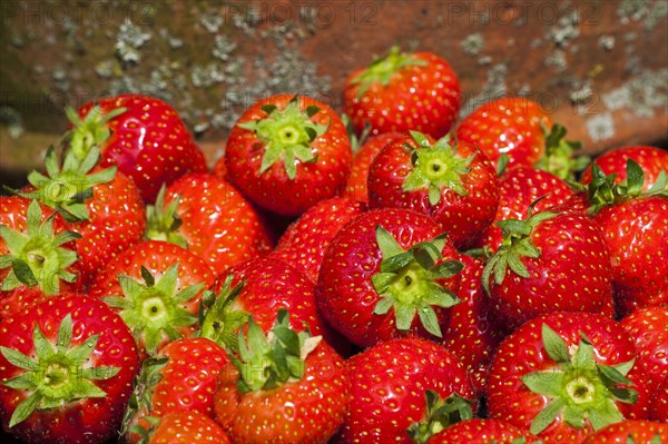 Harvested garden strawberries