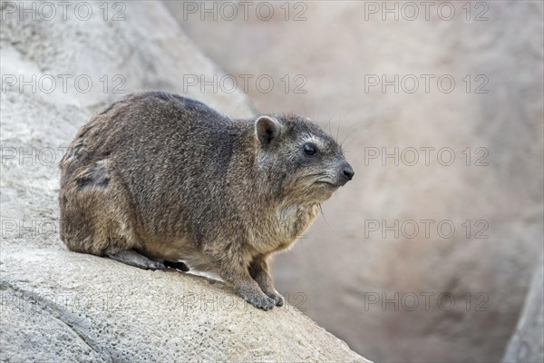 Rock hyrax