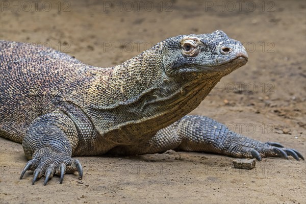 Komodo dragon