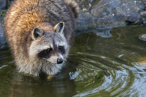 North American raccoon