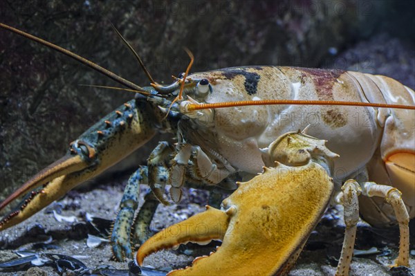 American lobster