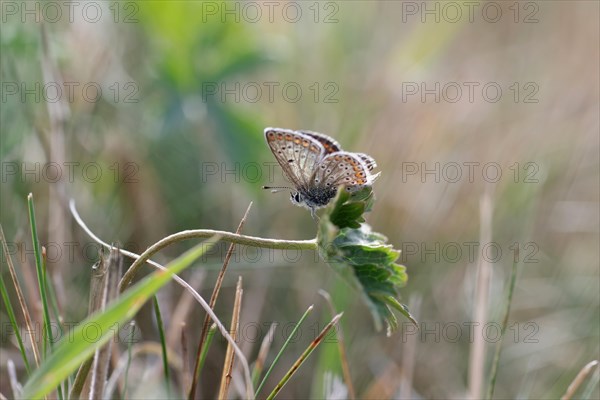 Common blue butterfly