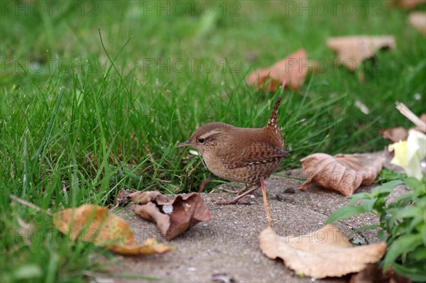 Eurasian wren